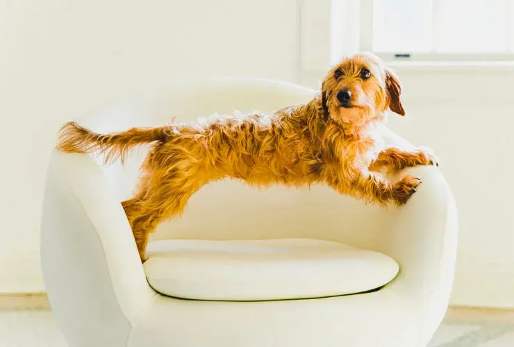 Mac Properties Dog 3