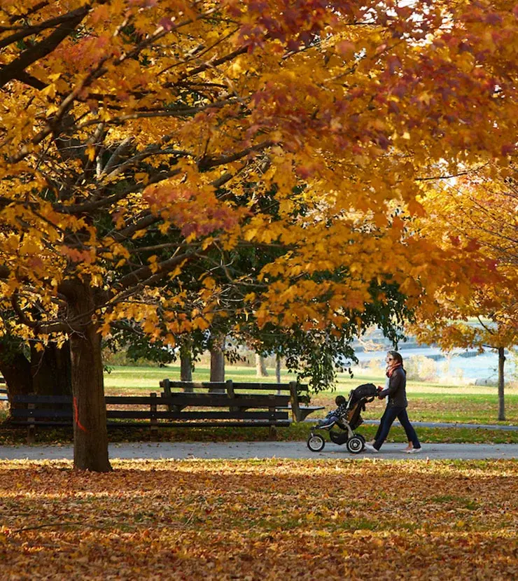 Parent pushing child in a stroller in a Chicago park in autumn with trees with gold and red leaves